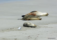 Lions de mer - Australie